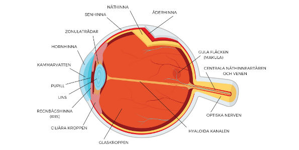 Ögats anatomi och olika delar