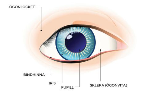 Ögats delar - Torra ögon kliniken